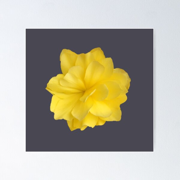 Item preview, Yellow Double Begonia Bloom Close-up 3 designed and sold by InalterataArt.