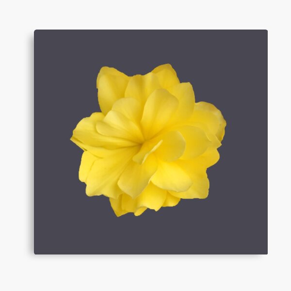Item preview, Yellow Double Begonia Bloom Close-up 3 designed and sold by InalterataArt.