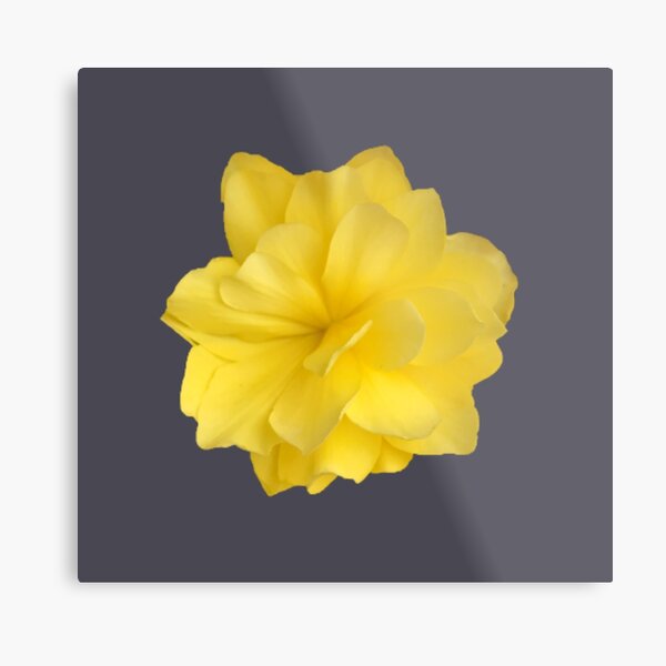 Item preview, Yellow Double Begonia Bloom Close-up 3 designed and sold by InalterataArt.