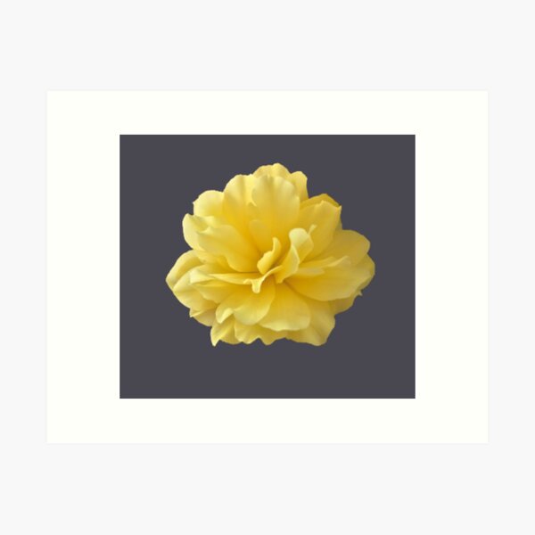 Item preview, Yellow Double Begonia Bloom Close-up 2 designed and sold by InalterataArt.
