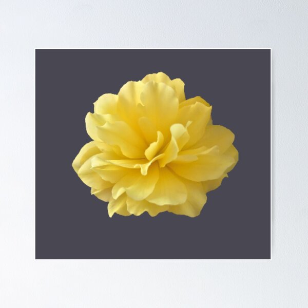 Item preview, Yellow Double Begonia Bloom Close-up 2 designed and sold by InalterataArt.