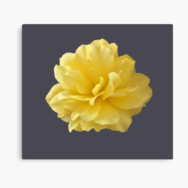 Item preview, Yellow Double Begonia Bloom Close-up 2 designed and sold by InalterataArt.