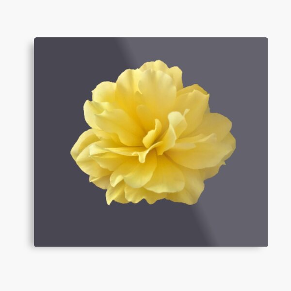 Item preview, Yellow Double Begonia Bloom Close-up 2 designed and sold by InalterataArt.