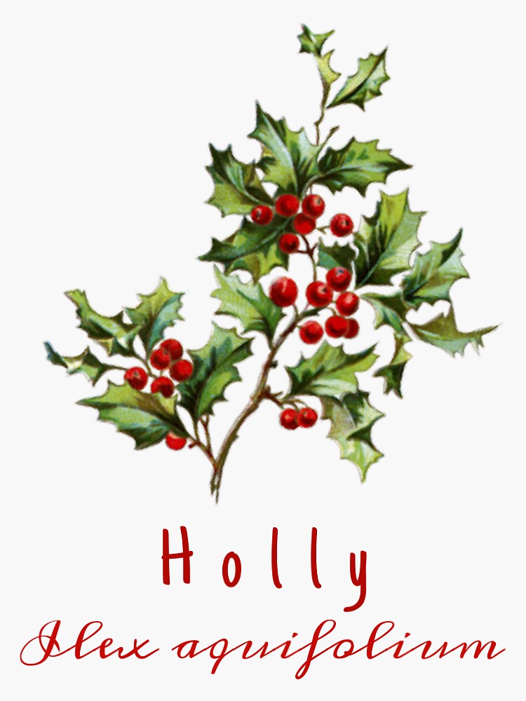 holly-and-scientific-name-sticker-by-annahlikefrozen-redbubble