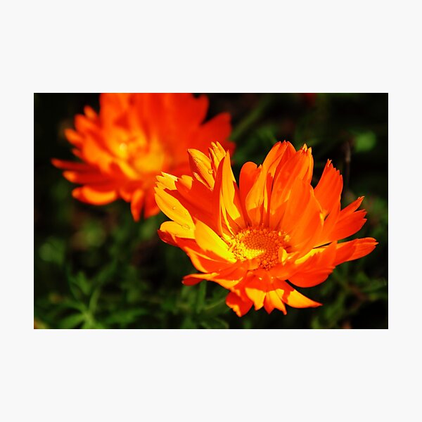 Item preview, Marigolds designed and sold by pulen.