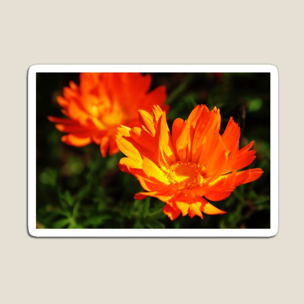 Marigolds Magnet