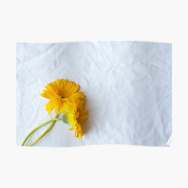 Two yellow gerberas Poster