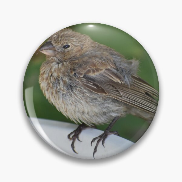 Item preview, Female House Finch Perched on a Birdbath designed and sold by Tonia Delozier's Photography .