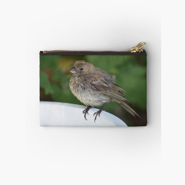 Item preview, Female House Finch Perched on a Birdbath designed and sold by Tonia Delozier's Photography .