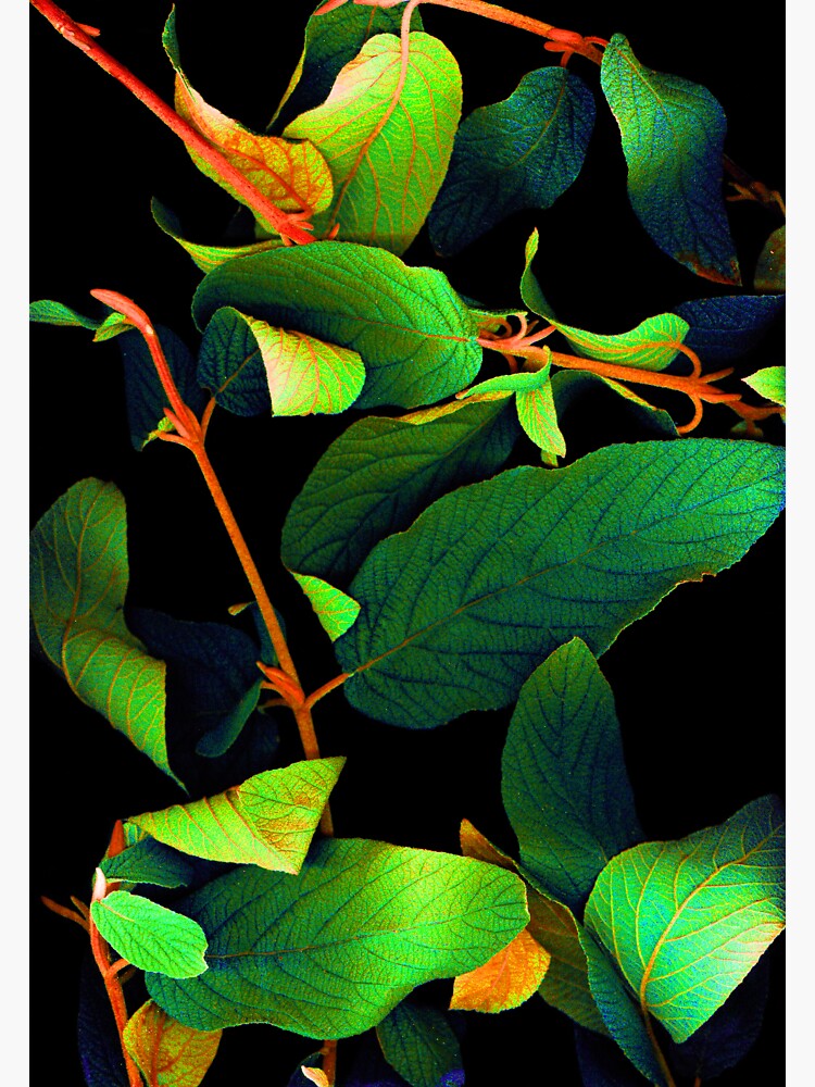 Thumbnail 3 of 3, Sticker, Chromatic Leaves 3 Dark Botanical designed and sold by LindasPhotoArt.