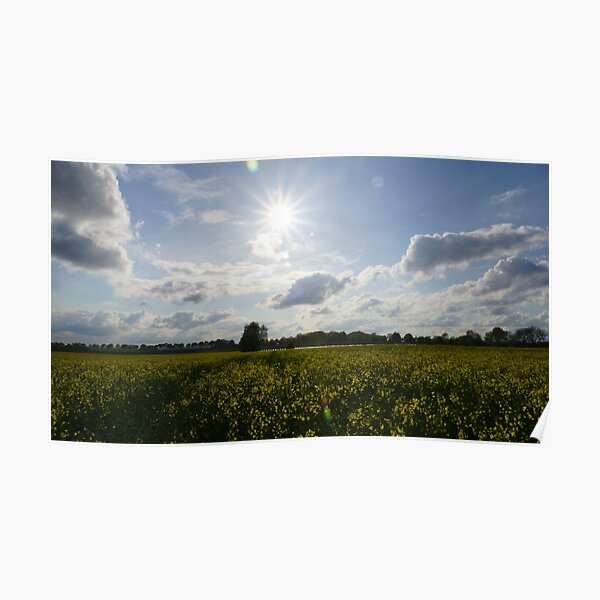 Rapeseed blossom Poster