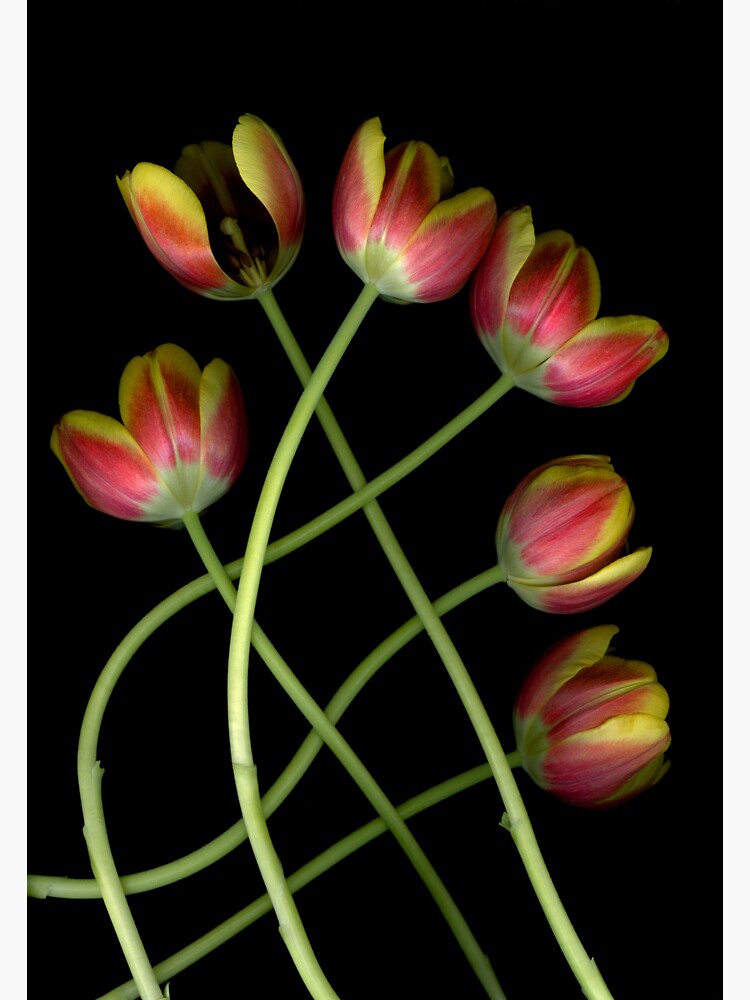 Thumbnail 3 of 3, Sticker, Tulip Curves Dark Floral designed and sold by LindasPhotoArt.