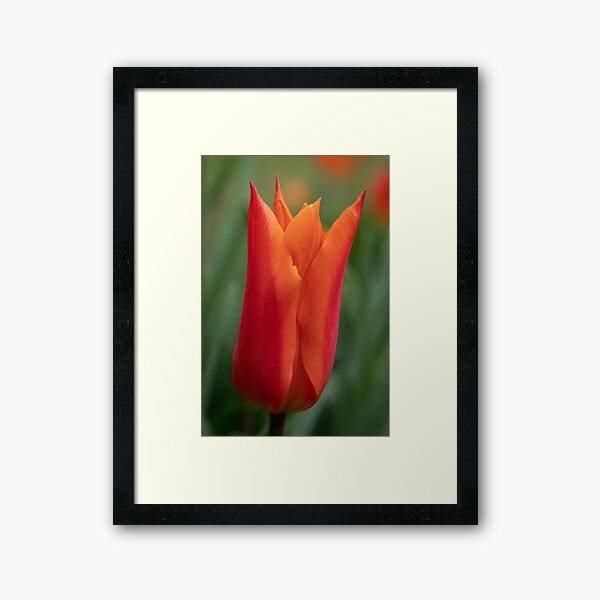 Orange Sarah Raven Tulip Framed Art Print