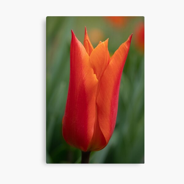 Orange Sarah Raven Tulip Canvas Print