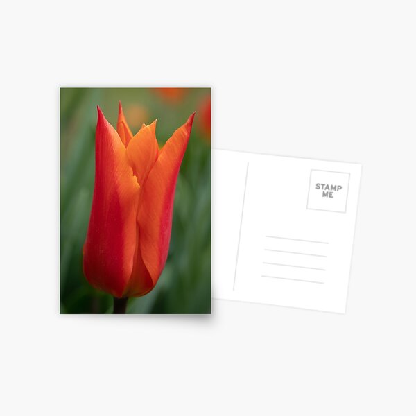 Orange Sarah Raven Tulip Postcard