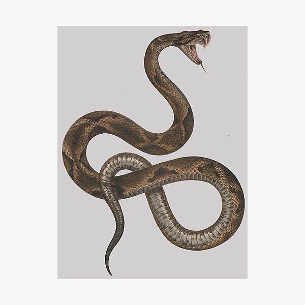 Item preview, Dengerous Snake  designed and sold by BubuArt.