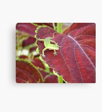 Carolina Anole on Coleus Leaf Leinwanddruck