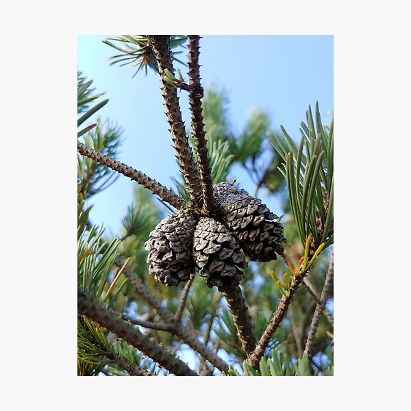 Item preview, Pine Cones designed and sold by CORNISHPHOTOS.