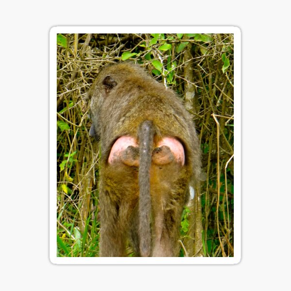 baboon bottom Sticker