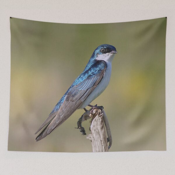Item preview, Tree Swallow designed and sold by cherylorraine.