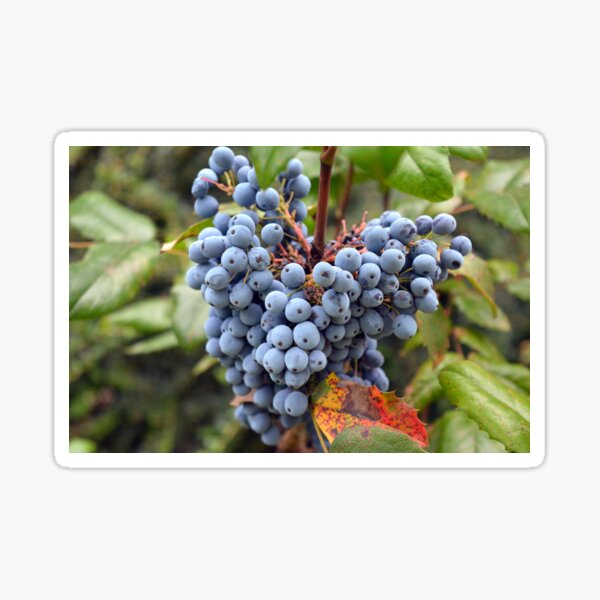 Detail of wine grapes. Sticker