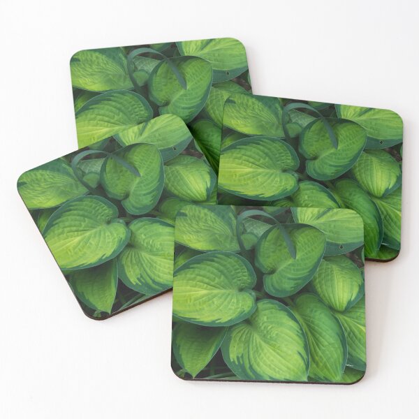 Item preview, Hosta designed and sold by Joe Saladino.