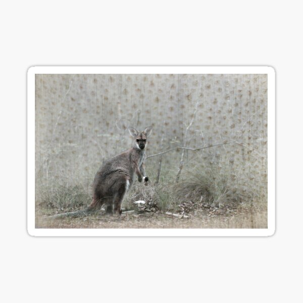 Wallaby Tea Time Sticker