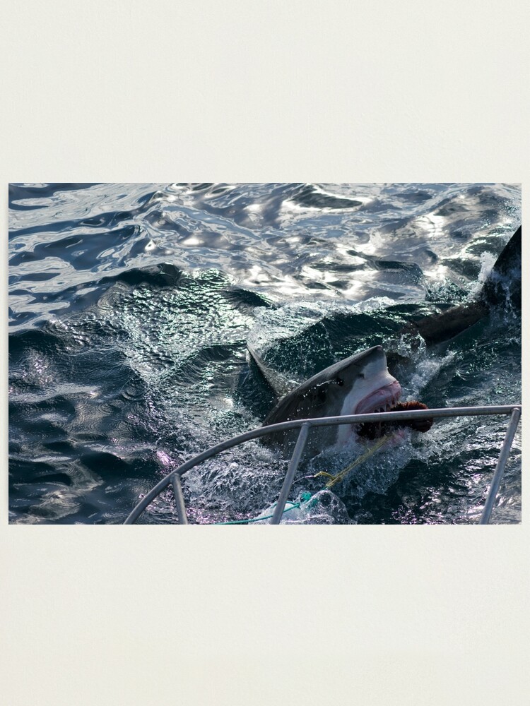 Great White Shark Goes for Bait (2) Photographic Print for Sale by Lauren  Shawyer