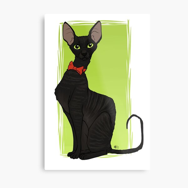 Cornish Rex Metal Print