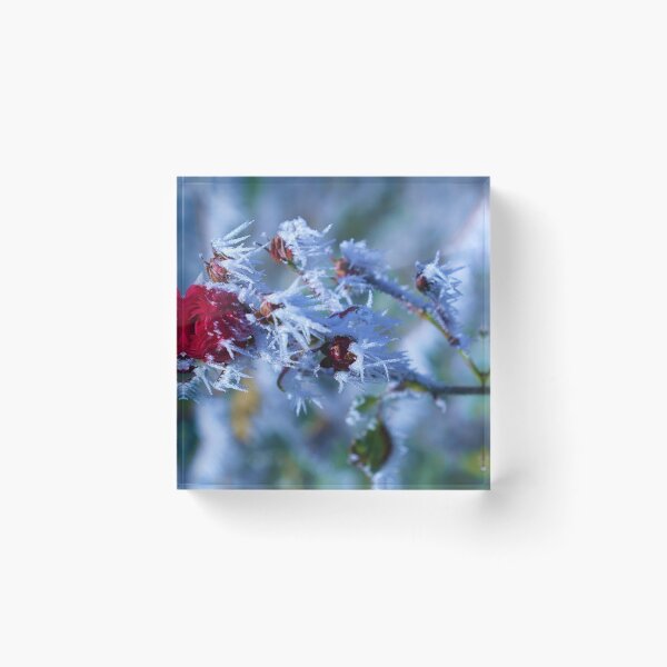 Item preview, Frozen rose designed and sold by PeterMunz.