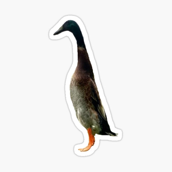 Artikel-Vorschau von Lange Boi-Ente, designt und verkauft von notakename.