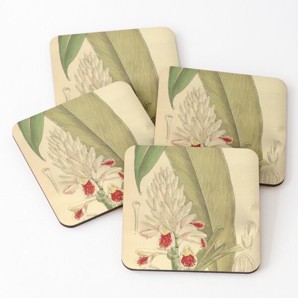 Item preview, Alpinia elwesii 142 8651 designed and sold by EsotericBotanic.