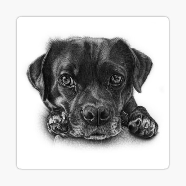 Baxter the Jug Sticker