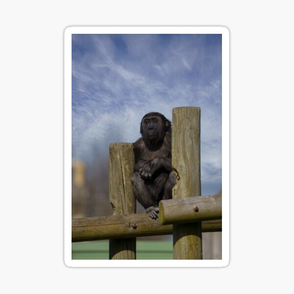 "gorilla youngster lookout " Sticker by rawshutterbug Redbubble