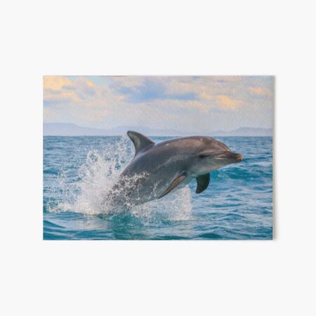Sticker decal art wall car moto biker funny dolphin room laptod diver scuba