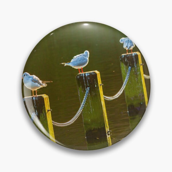 Item preview, Socially distancing Gulls designed and sold by Dalyndigital Photography.