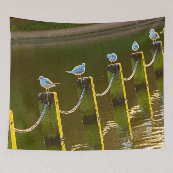 Item preview, Socially distancing Gulls designed and sold by Dalyndigital Photography.