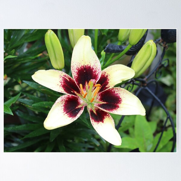 Item preview, Two Colour Lily designed and sold by AnnDixon.