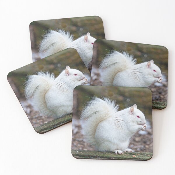 Item preview, Albino Grey Squirrel designed and sold by Dalyndigital Photography.