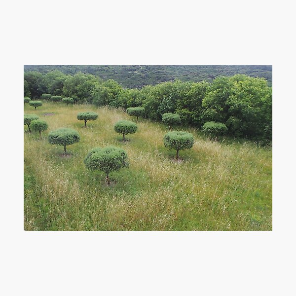 Olive Trees Photographic Print