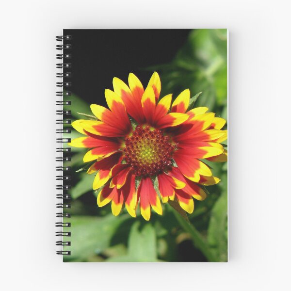 Item preview, Gaillardia Blanket Flower Blooming Bright Photograph designed and sold by taiche.