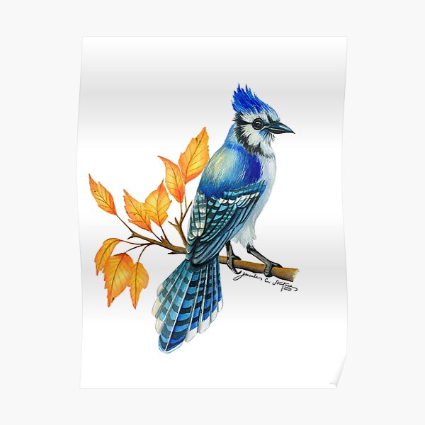 Beautiful Blue Jay Sitting on a Tree Branch with Flowers Photographic  Print for Sale by Tyler Rosso