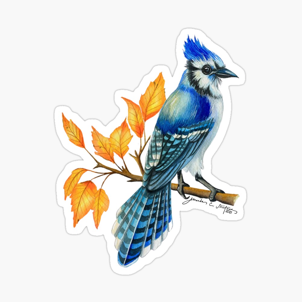 Blue Jay Sticker for Sale by tigressdragon