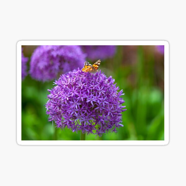 Butterfly on the Allium flower Sticker