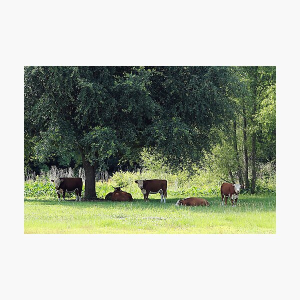 Item preview, Pastoral designed and sold by Carol Bailey-White.