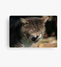 Grumpy cat Canvas Print