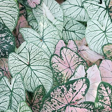 Artwork thumbnail, Floral Multipurpose by Claudiocmb
