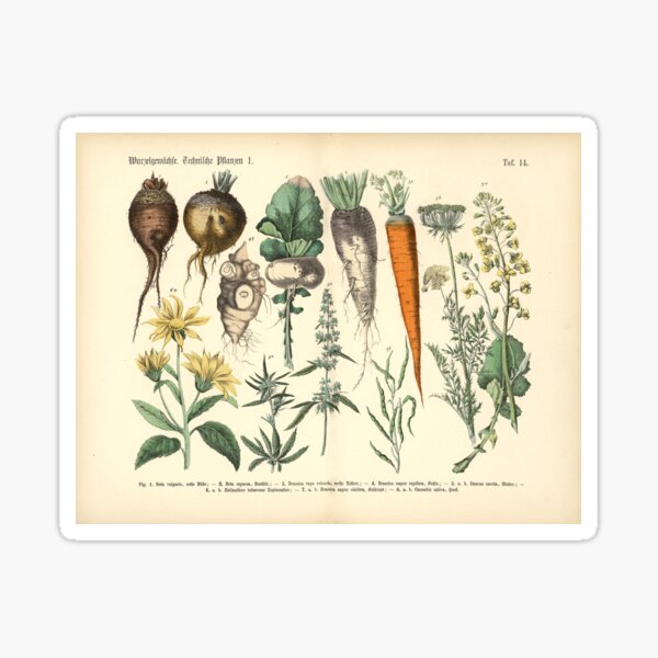 Vegetable Print Sticker