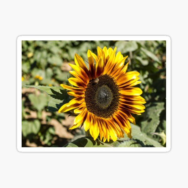 Sunflower Sticker