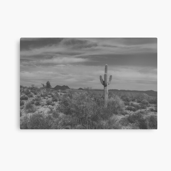 The Lone Cactus Light Matte Canvas Print